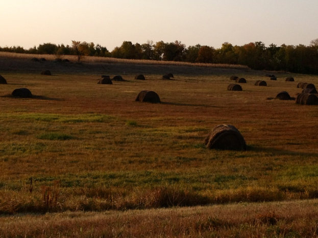 Ein Campingplatz mit zahlreichen Zelten in der Mitte, umgeben von Bäumen im Hintergrund und Gras am Boden.
