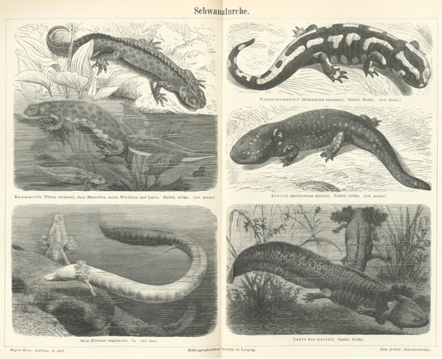 Eine Buchseite mit Abbildungen verschiedener Salamander, Eidechsen, Pflanzen und Wasserlebewesen neben beschreibendem Text.