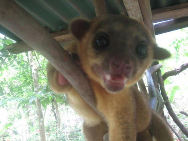 Ein Tier steht in der Mitte des Bildes mit Bäumen im Hintergrund und einem Schutz über.