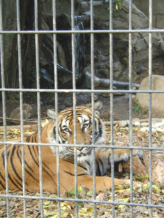 Ein Tiger in einem Käfig im Zoo, mit Blättern auf dem Boden und Felsen mit einem Wasserfall im Hintergrund.