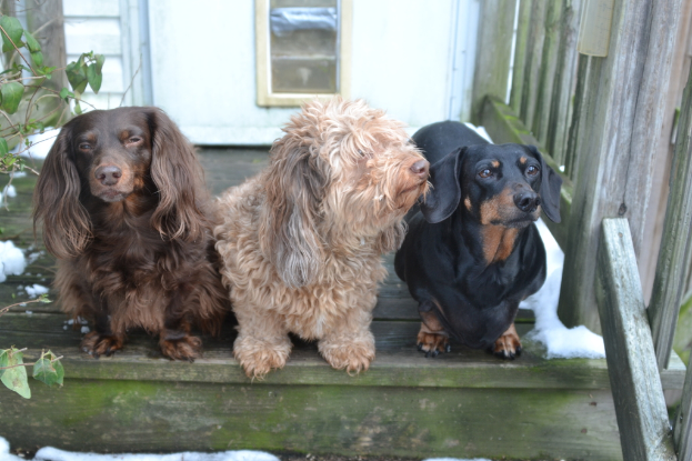 Drei Hunde stehen auf einem Holzboden mit einem Zaun daneben, einer T√ľr dahinter und Schnee auf beiden Seiten, mit einer Pflanze links.