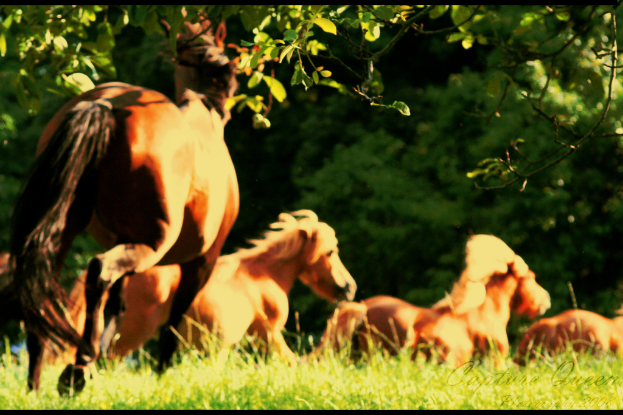 Pferde auf einer grünen Wiese mit Bäumen im Hintergrund.