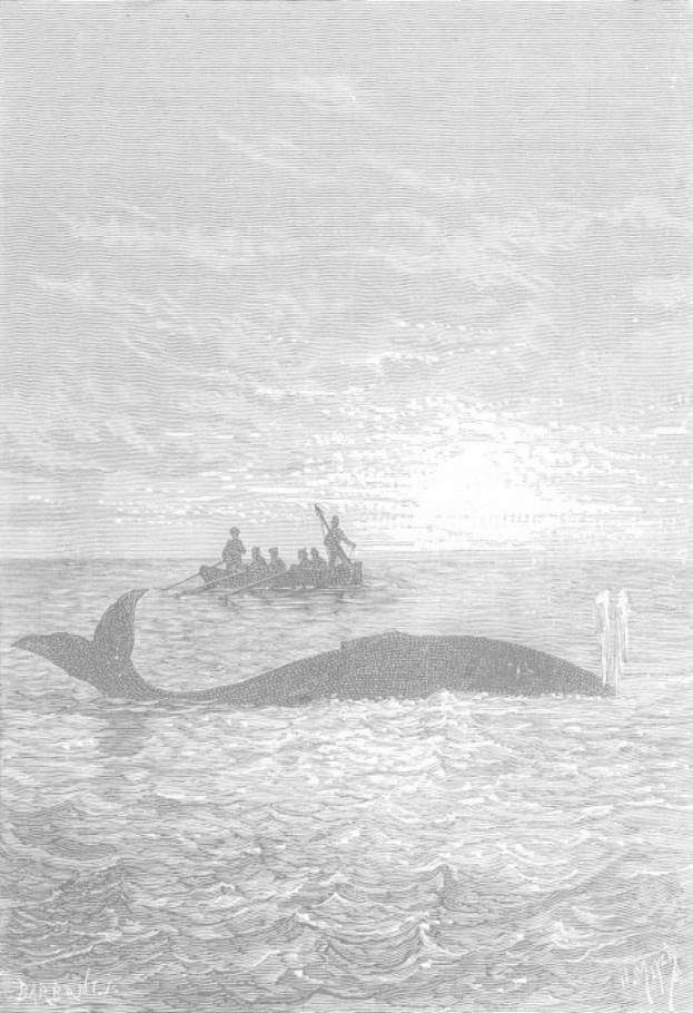 Schwarze und weiße Illustration eines Buckelwals, der im Meer schwimmt, mit einem Boot im Hintergrund, das von Menschen gefüllt ist und unten mit "Buckelwal von William Hogarth" beschriftet ist.