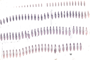 Eine Schwarz-Weiß-Zeichnung einer symmetrischen Reihe von Kreisen auf einem weißen Hintergrund, die die Stadien der menschlichen Genom-Evolution darstellen.