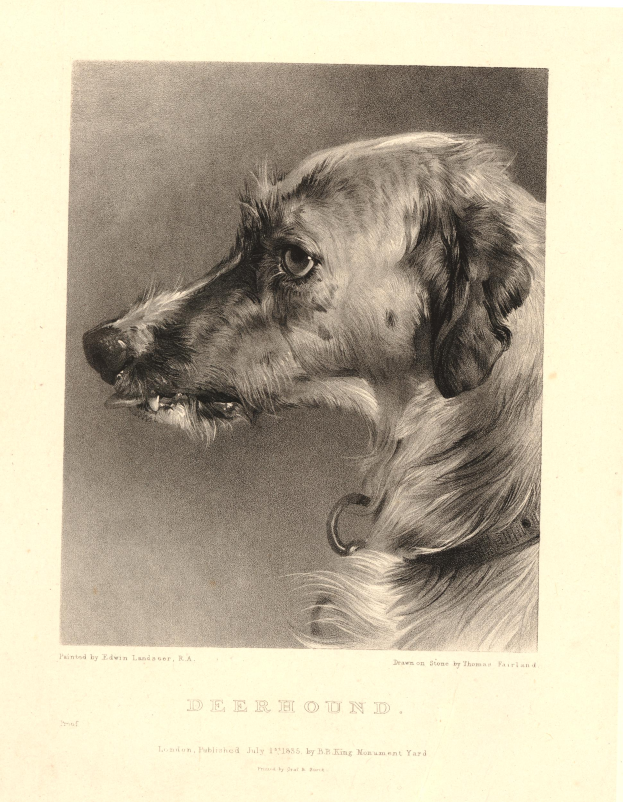 Eine Schwarz-Weiß-Zeichnung eines wachsamen Jagdhundes mit einem Halsband, aufgerichteten Ohren und aufmerksamer Miene, mit Text am unteren Bildrand.