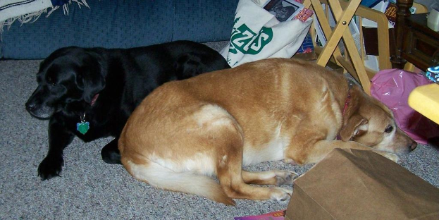 Zwei Hunde liegen auf einer Decke mit Polyethylenbeuteln und einem Schrank im Hintergrund.