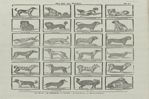 Ein offenes altes Buch mit Abbildungen und Beschreibungen verschiedener Hundezuchten auf seinen Seiten.