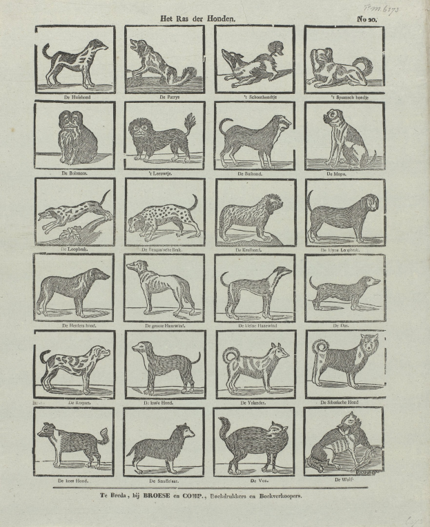 Ein offenes altes Buch mit Abbildungen und Beschreibungen verschiedener Hundezuchten auf seinen Seiten.