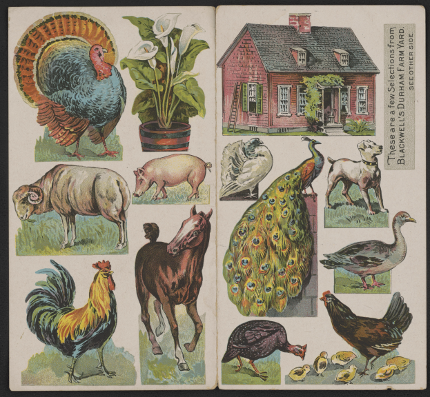 Ein Buch mit Illustrationen von Hennen, Vögeln, einem Haus und einem Blumentopf mit einer Pflanze, vor einem dunklen Hintergrund mit Text auf dem Buch.