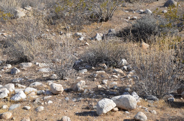 Ein Bild des Bodens mit ein paar weißen und grauen Felsen und etwas Pflanzen.