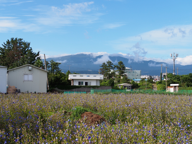 Eine Stadtansicht mit zahlreichen Gebäuden, Bäumen, einem Berg, einem Himmel, einem Strommast mit Drähten, Pflanzen und Gras.