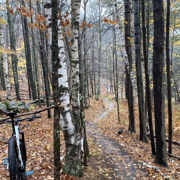 Ein Mountainbike auf einem Waldweg mit heruntergefallenen Blättern, umgeben von Bäumen und einem sichtbaren Himmel im Hintergrund.