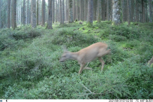 Ein Reh läuft durch einen bewaldeten Bereich auf einer Trailkamera, umgeben von Pflanzen und Bäumen, mit Text am unteren Bildrand.