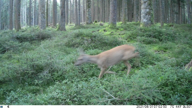 Ein Reh läuft durch einen bewaldeten Bereich auf einer Trailkamera, umgeben von Pflanzen und Bäumen, mit Text am unteren Bildrand.