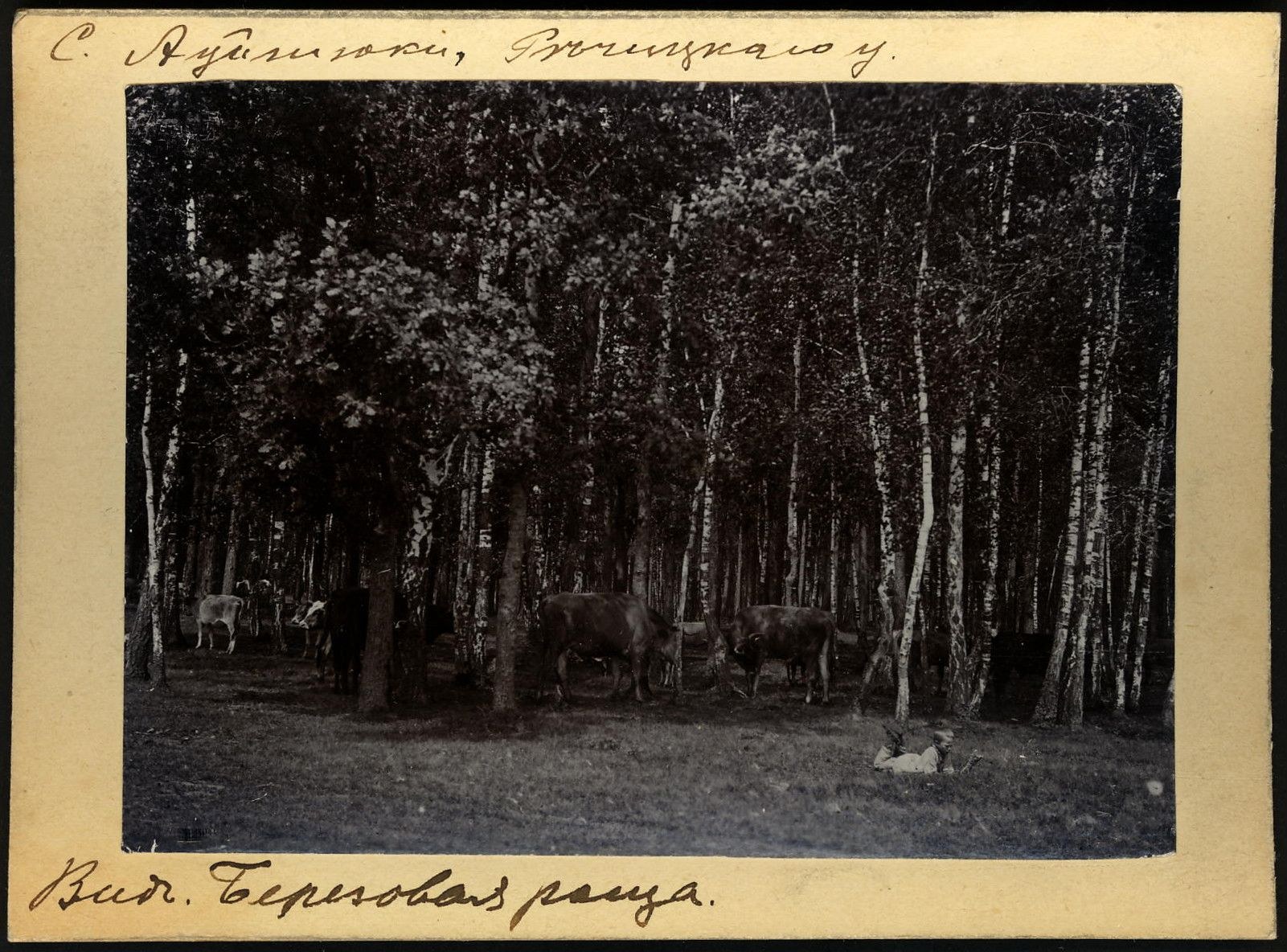 Schwarzes und weißes Foto von Kühen, die auf einer bewaldeten Fläche grasen, mit Bäumen und Text unten.