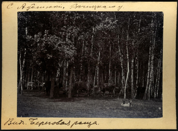 Schwarzes und weißes Foto von Kühen, die auf einer bewaldeten Fläche grasen, mit Bäumen und Text unten.