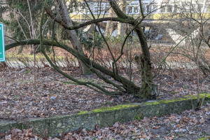 Ein umgestürzter Baum liegt in der Mitte eines Parks mit trockenen Blättern auf dem Boden, mit einem Gebäude mit Fenstern und einem Schild mit Text im Hintergrund.